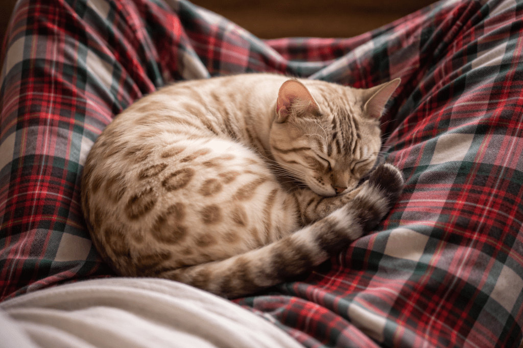A spotted cat sleeping curled up on a person's lap, who is wearing plaid pants.