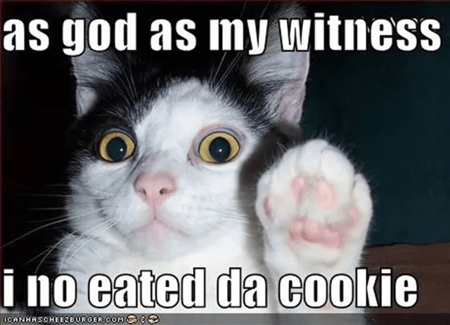 A surprised-looking cat with wide eyes and a raised paw, captioned with humorous text about not eating a cookie.