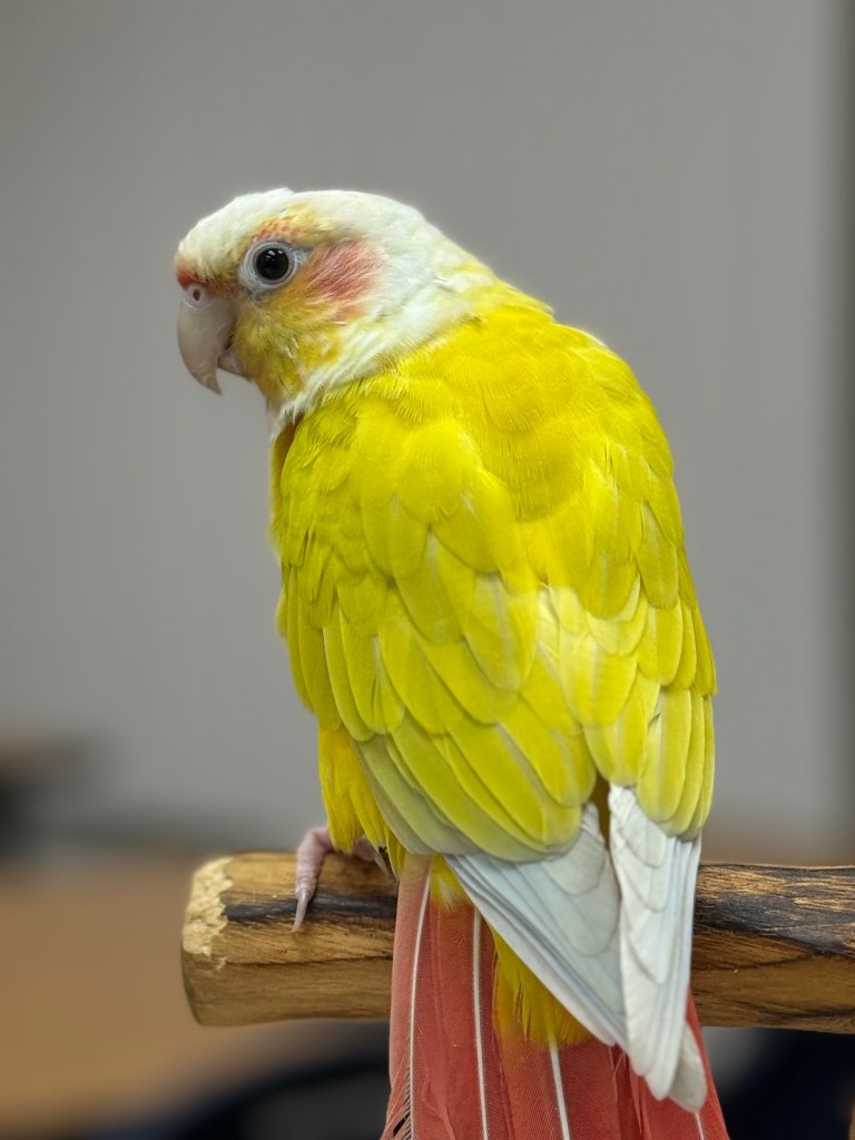 Mo the suncheek conure